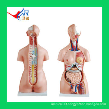 HR-204 85CM Unisex Torso Model 85cm(20parts),Male Female Organs